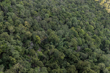鸟瞰林摄影照片_郁郁葱葱的绿色混合落叶和针叶林的航拍图像。