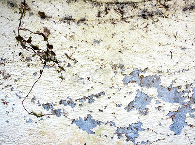 旧墙上裂开的颜色和枯死的常春藤碎片