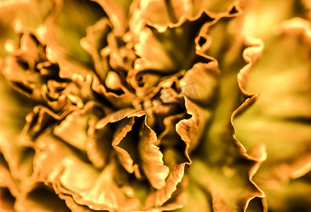 抽象花卉背景，橙色康乃馨花。