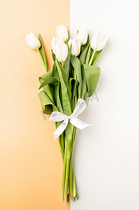 双色背景上的白色郁金香的顶部视图