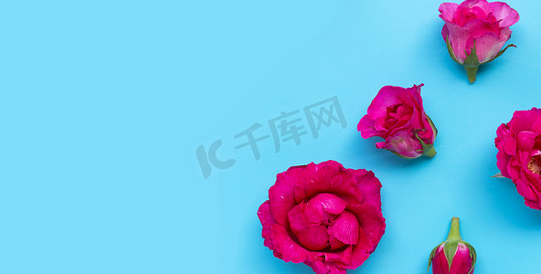 玫瑰创意设计摄影照片_蓝色背景上的玫瑰。