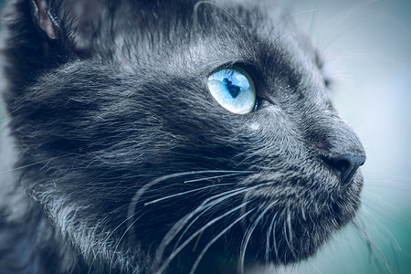 黑暗凶猛的脸，仰望猫眼宏观特写照片，蓝眼睛长头发和深黑色皮肤。