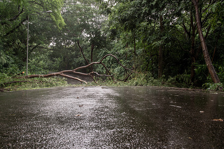 暴雨过后，落下的树木碎片阻碍了森林中的道路。