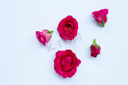 玫瑰创意设计摄影照片_白色背景上的玫瑰。