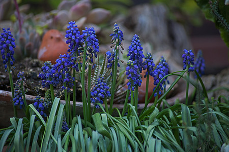 葡萄风信子 Muscari armeniacum 6659