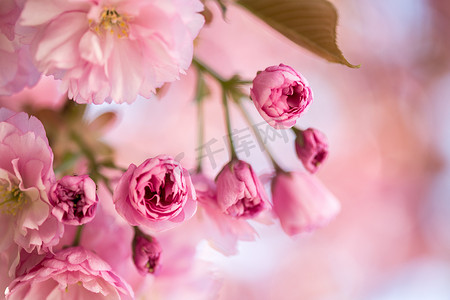 春天：盛开着粉红色花朵的树，美丽