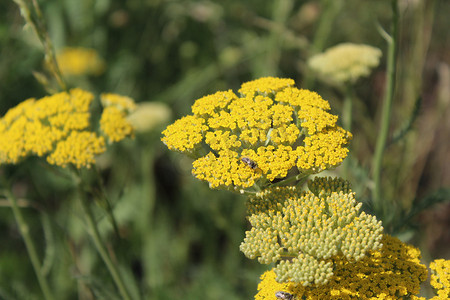 黄色开花的西洋蓍草 (Achillea millefolium)。