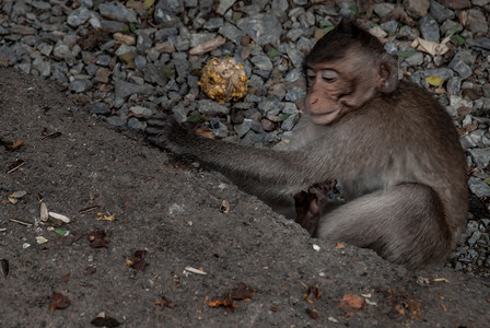 悠闲的午后摄影照片_一只猴子（食蟹猕猴）悠闲地坐在午后的气氛中。
