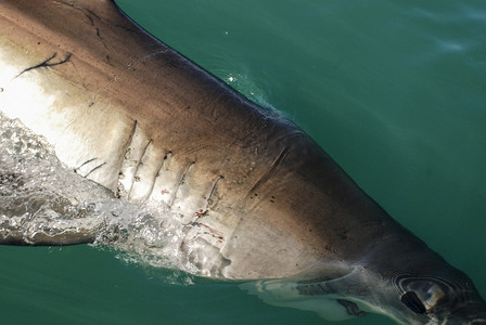 大白鲨摄影照片_大白鲨 (Carcharodon carcharias)