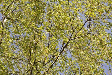 风树叶风摄影照片_在风中摇曳的树叶