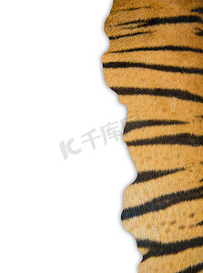 黄色的老虎摄影照片_白色背景上的老虎皮毛