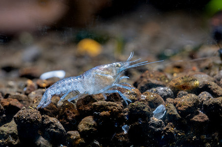白色和浅蓝色矮小的小龙虾虾停留在水生土壤上，在淡水水族箱中向右侧行走。