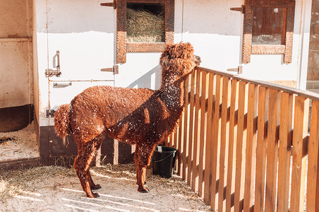 羊驼在家庭农场的围栏里，一只毛茸茸的红色毛茸茸的羊驼。