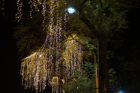 花园里挂在树上的装饰性户外串灯