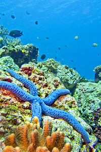 今日之星摄影照片_蓝海之星，蓝碧，北苏拉威西，印度尼西亚