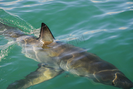 大白鲨 (Carcharodon carcharias)