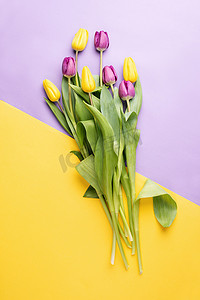 双色背景上黄色和紫色郁金香的顶部视图