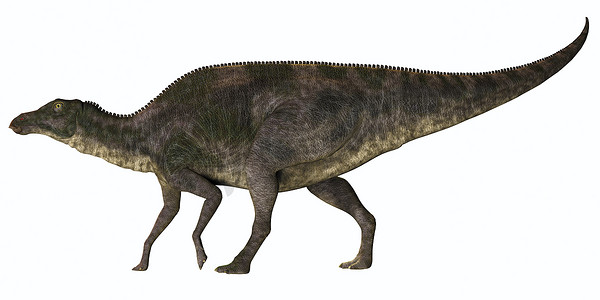 Maiasaura 恐龙简介