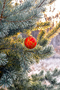 森林里圣诞树的树枝上挂着新年舞会