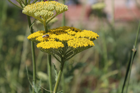 黄色西洋摄影照片_黄色开花的西洋蓍草 (Achillea millefolium)。