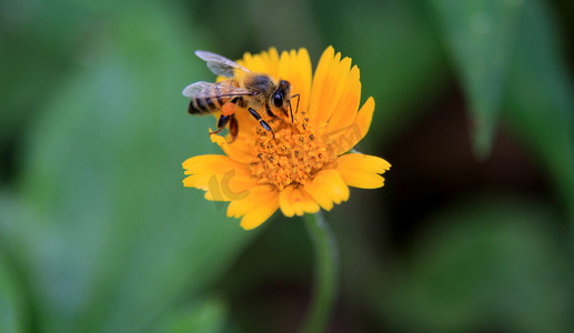 单色摄影照片_工蜂在花中采集花粉