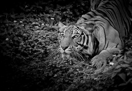 黑色和白色的老虎看着他的猎物并准备好抓住它。