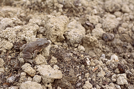 皮肤干燥的欧洲蟾蜍伪装在泥土中