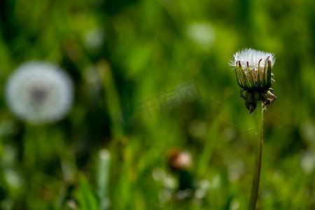 疯狂的蒲公英摄影照片_在绿草的白色蒲公英花。