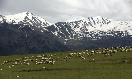 高加索格鲁吉亚山区的绵羊和山羊群。