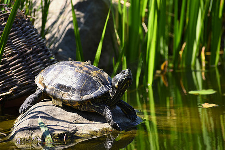 一只美丽的乌龟在池塘边的大自然中野生的石头上。 