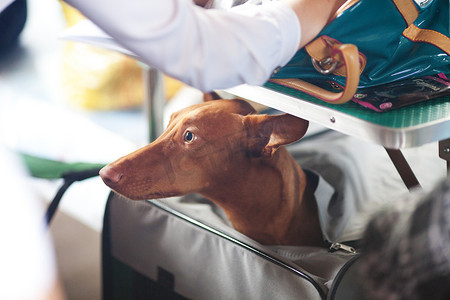 坐在袋子里的法老猎犬的肖像