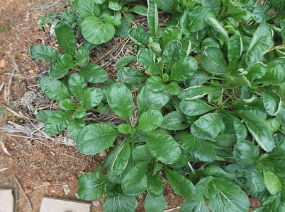 菜地里的白菜。