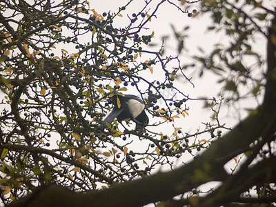 白色和黑色的喜鹊在树顶上啄食