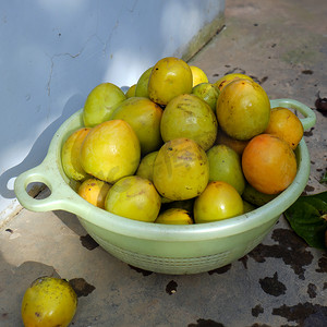 柿子果实，越南农产品
