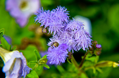 因斯布鲁克的蓝色牙线花或蓝貂、蓝草、猫脚、墨西哥画笔