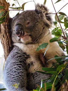 可爱的澳大利亚困考拉熊