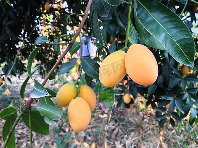 手串手串摄影照片_树上的一串芒果李或 Gandaria 水果