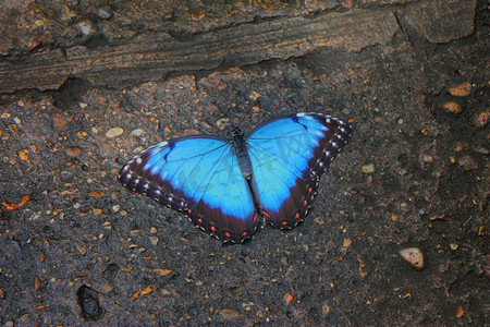 美丽漂亮的五颜六色的蓝色蝴蝶，翅膀张开