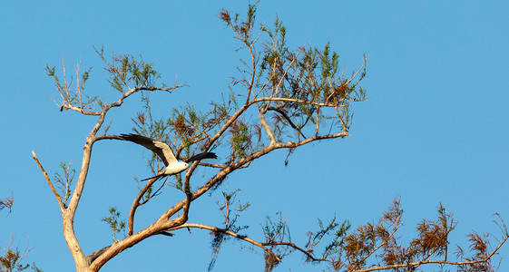 燕尾鸢采集西班牙苔藓筑巢