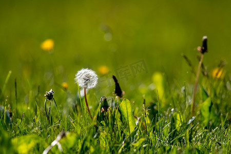 蒲公英联盟摄影照片_在绿草的白色蒲公英花。