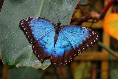 蓝色蝴蝶翅膀摄影照片_美丽漂亮的五颜六色的蓝色蝴蝶，翅膀张开