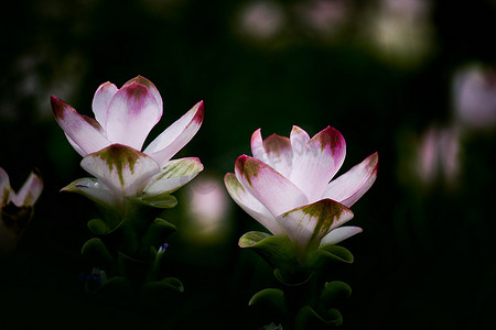 郁金香矢量摄影照片_姜黄 (Siamese Tulip Curcuma Alismatifolia) 花 I