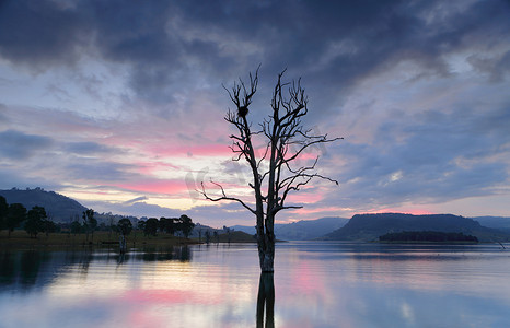 粉色大树摄影照片_湖上有大树和巢穴，色调凉爽