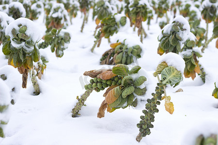 雪下的蔬菜田