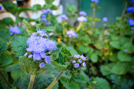 因斯布鲁克的蓝色牙线花或蓝貂、蓝草、猫脚、墨西哥画笔