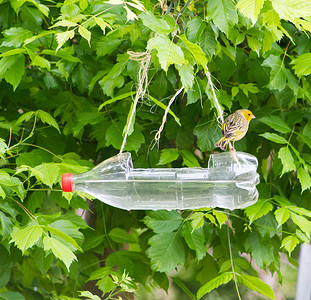 用回收塑料瓶制成的手工喂鸟器和饮水器