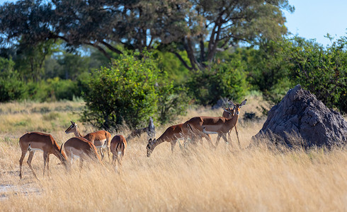 黑斑羚羚羊农夫博茨瓦纳，非洲野生动物