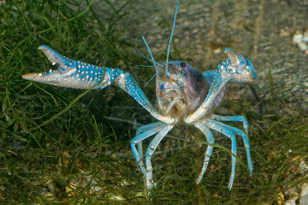 蓝色小龙虾摄影照片_水族馆底部的蓝色小龙虾