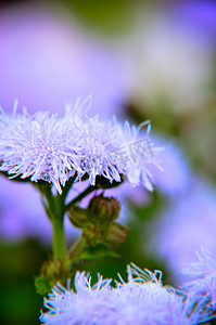 因斯布鲁克的蓝色牙线花或蓝貂、蓝草、猫脚、墨西哥画笔