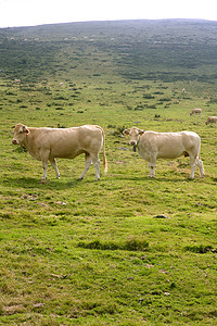 米黄摄影照片_吃在绿色草甸的米黄母牛